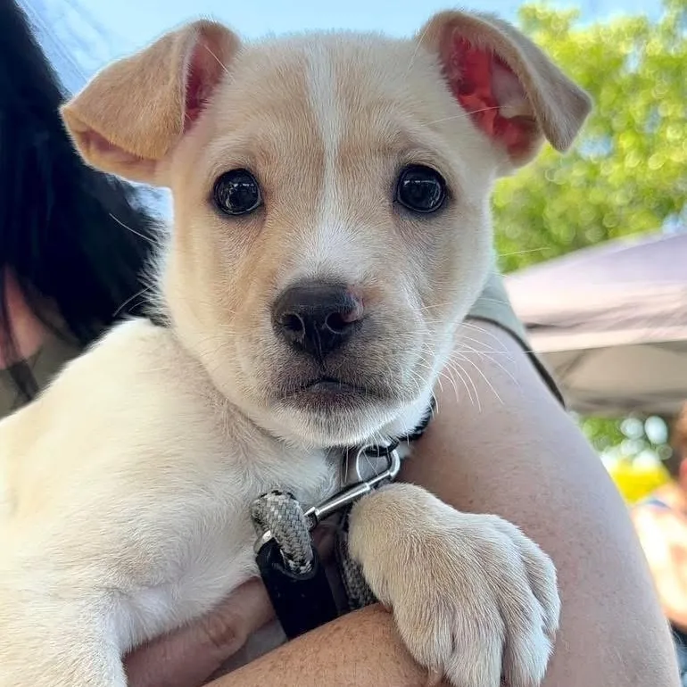 A baby medium-sized female Yellow / Tan / Blond / Fawn Mixed Breed dog named Vale for adoption in Yaphank, NY