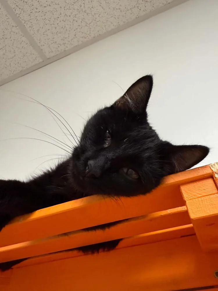 A young small-sized male Black Domestic Short Hair cat named Caramel Apple for adoption in Harpers Ferry, WV