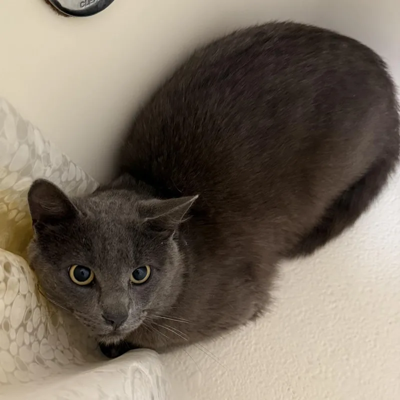 An adult medium-sized male Gray / Blue / Silver Domestic Short Hair cat named Marvin for adoption in Normal, IL
