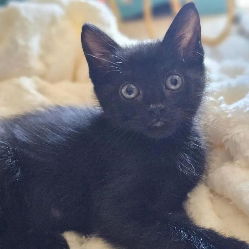 Nugget
