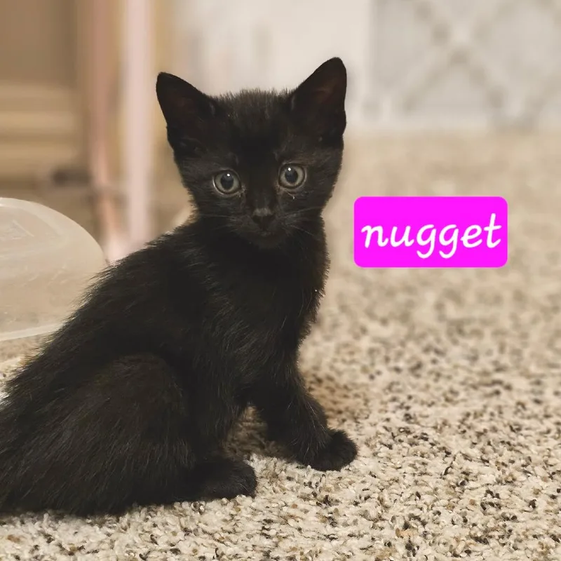 Nugget thumbnail 3