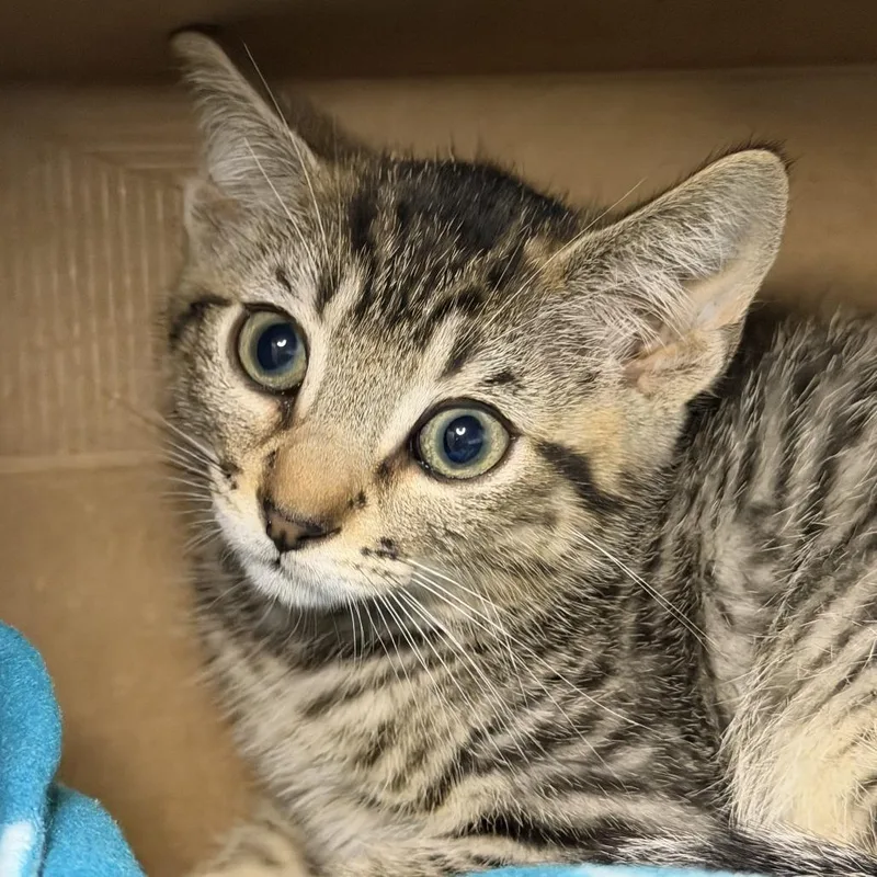 A baby small-sized male Domestic Short Hair cat named Kei for adoption in Los Angeles, CA