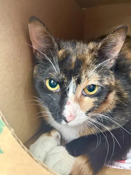 An adult medium-sized female Domestic Short Hair cat named Ginger for adoption in West Chester, PA