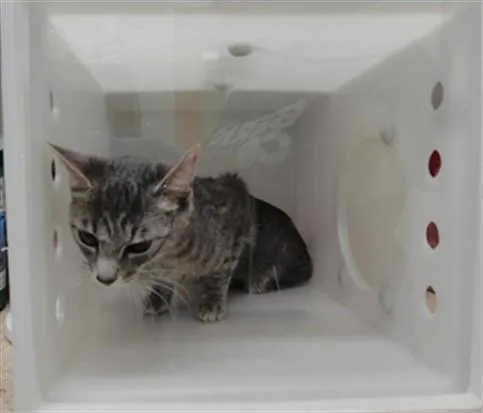 A young small-sized female Domestic Short Hair cat named Keeley for adoption in Albuquerque, NM