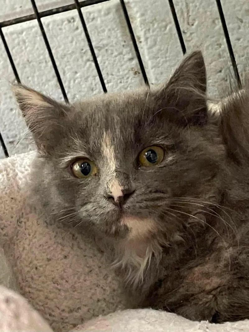 A young medium-sized female Domestic Medium Hair cat named Bean for adoption in Covington, VA