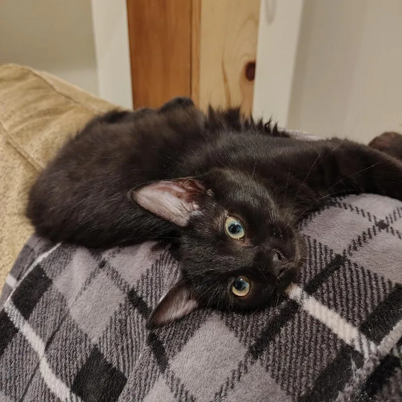 A baby small-sized female Black Domestic Long Hair cat named Barista for adoption in Carencro, LA