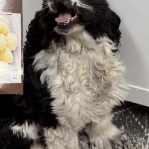 A baby small-sized female Bicolor Cocker Spaniel dog named Gnocchi C for adoption in Parker, CO