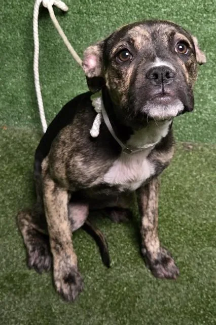 A young small-sized female English Bulldog dog named Eloise for adoption in Lancaster, CA