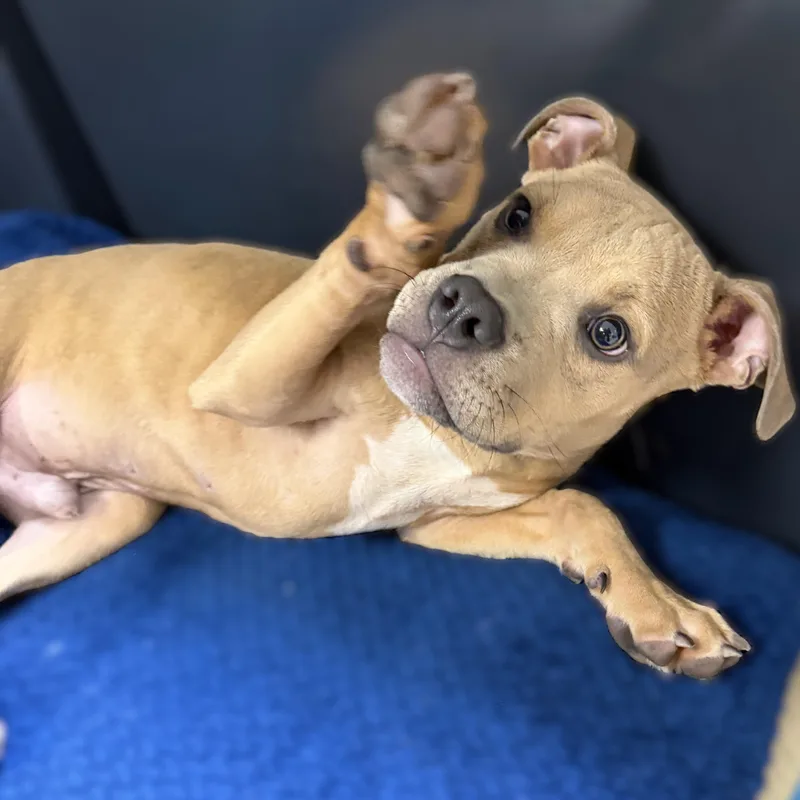 A baby medium-sized male Yellow / Tan / Blond / Fawn Mixed Breed dog named Juda for adoption in Columbia, MD