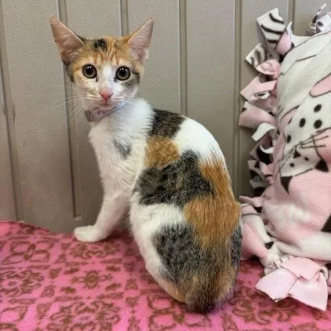 A baby small-sized female Calico Domestic Short Hair cat named Kimchi for adoption in Hawthorne, CA