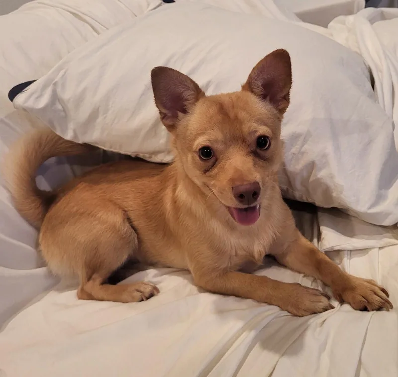 A young small-sized male Chihuahua dog named Jj for adoption in Davis, CA