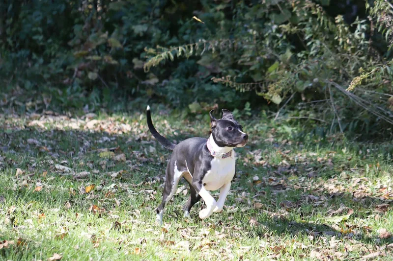 A baby medium-sized female Labrador Retriever dog named Ember for adoption in Carmel, NY