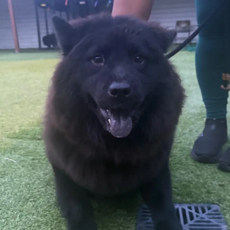 A young small-sized female Black Chow Chow dog named Brittany for adoption in Tampa, FL