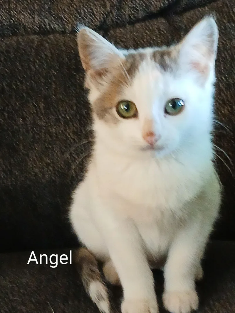 A baby medium-sized female Domestic Short Hair cat named Angel for adoption in Ludington, MI