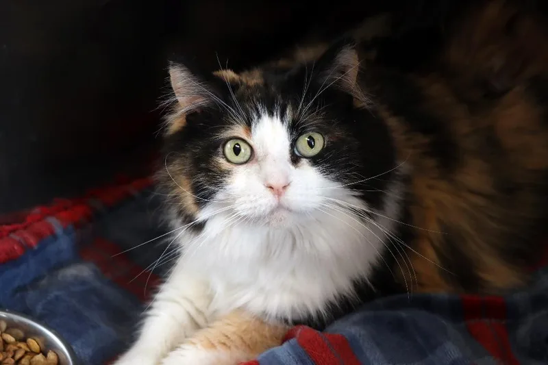 An adult extra large-sized female Calico Domestic Short Hair cat named Coco Marie for adoption in House Springs, MO