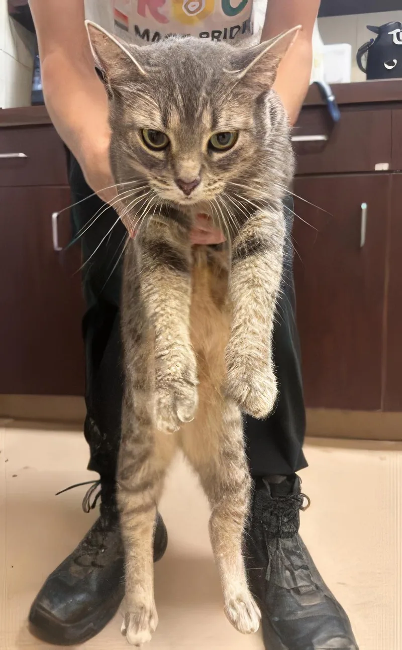 An adult medium-sized female Domestic Short Hair cat named Christine for adoption in Nashville, TN