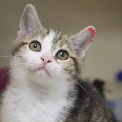 A baby small-sized female Domestic Short Hair cat named Eleanor for adoption in Verona, WI