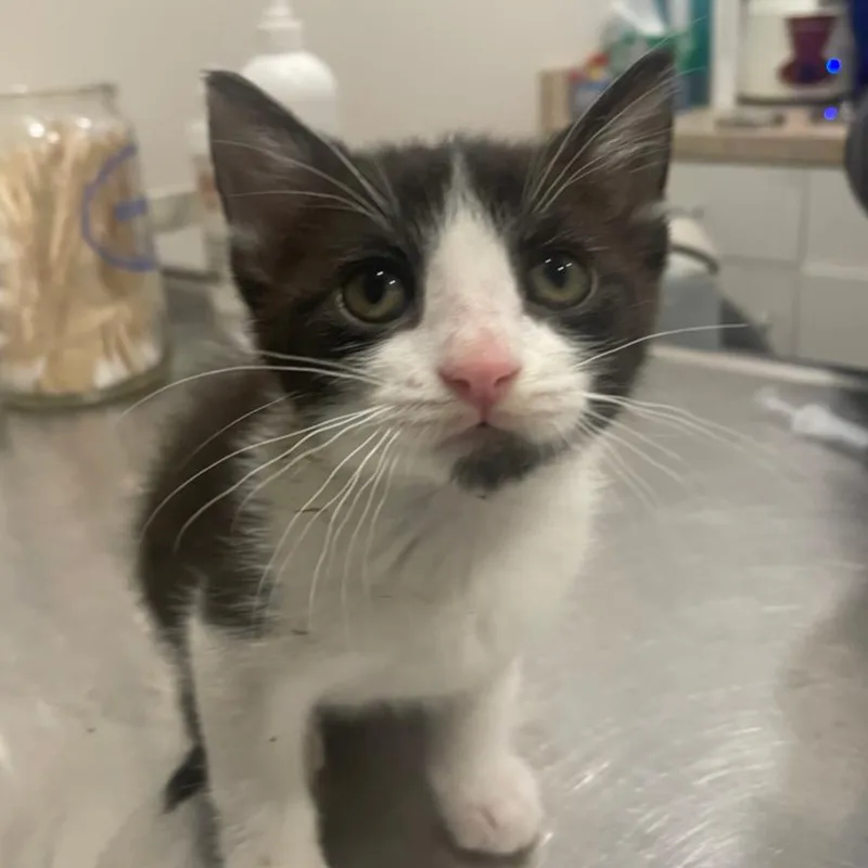 A baby small-sized female White Domestic Short Hair cat named Calypso C for adoption in Princeton, MN