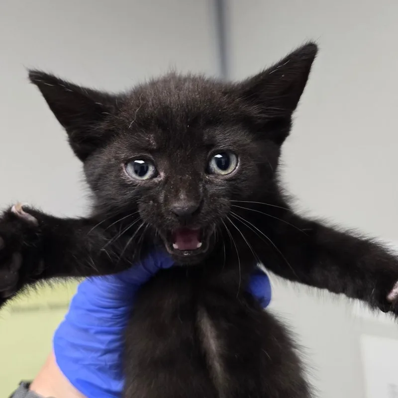 A baby small-sized female Black Domestic Short Hair cat named Honeycrisp for adoption in Concord, NC