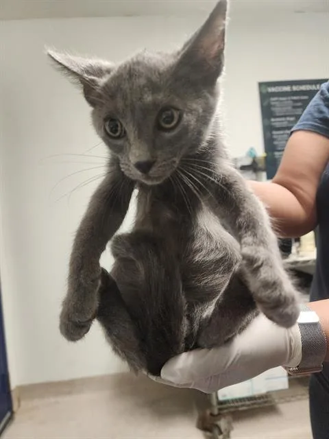 A baby small-sized male Domestic Short Hair cat named Tolouse for adoption in Bakersfield, CA