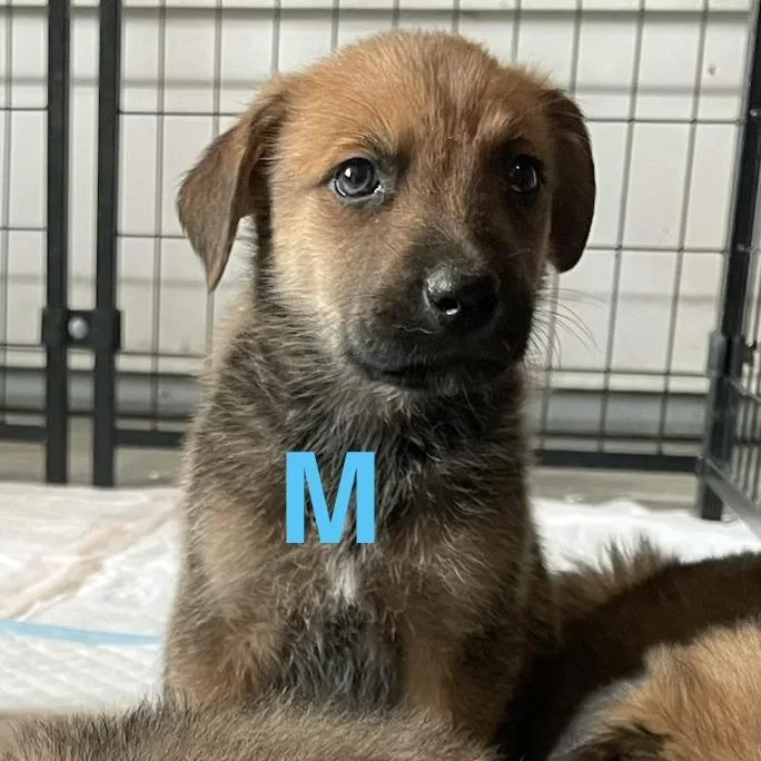 A baby medium-sized male Apricot / Beige Shepherd dog named Da Vinci for adoption in Tacoma, WA