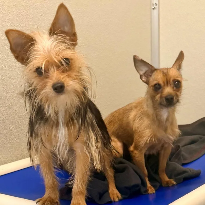 An adult small-sized female Yorkshire Terrier dog named Willow for adoption in Briarcliff Manor, NY