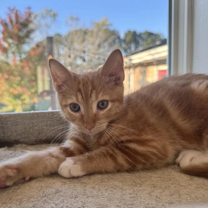 A baby small-sized male Orange / Red Domestic Short Hair cat named Ping Pong for adoption in Fredericksburg, VA