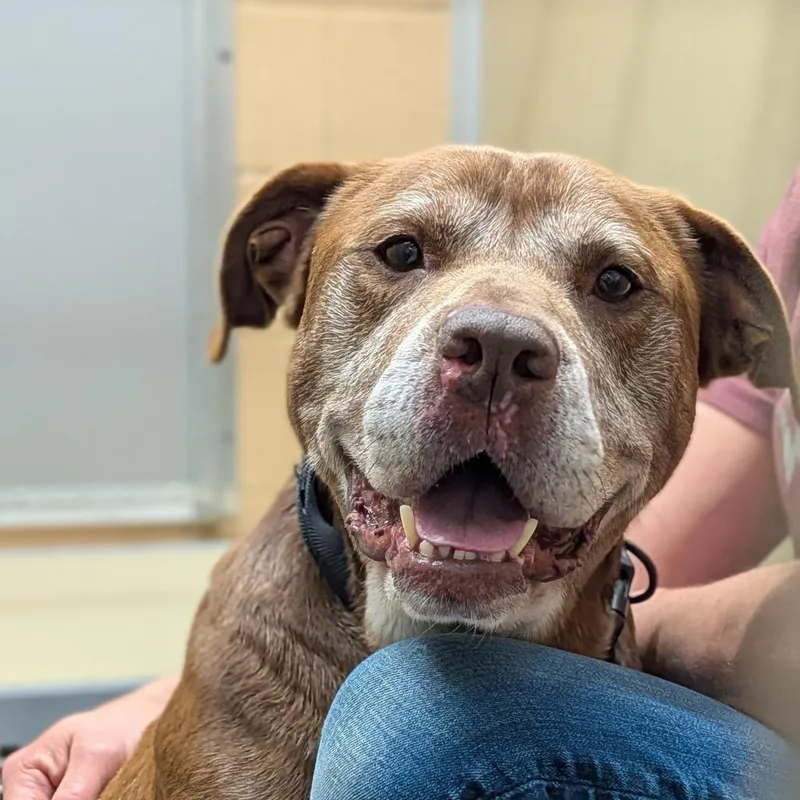 A senior medium-sized male Brown / Chocolate Pit Bull Terrier dog named Clarence for adoption in Lenoir, NC
