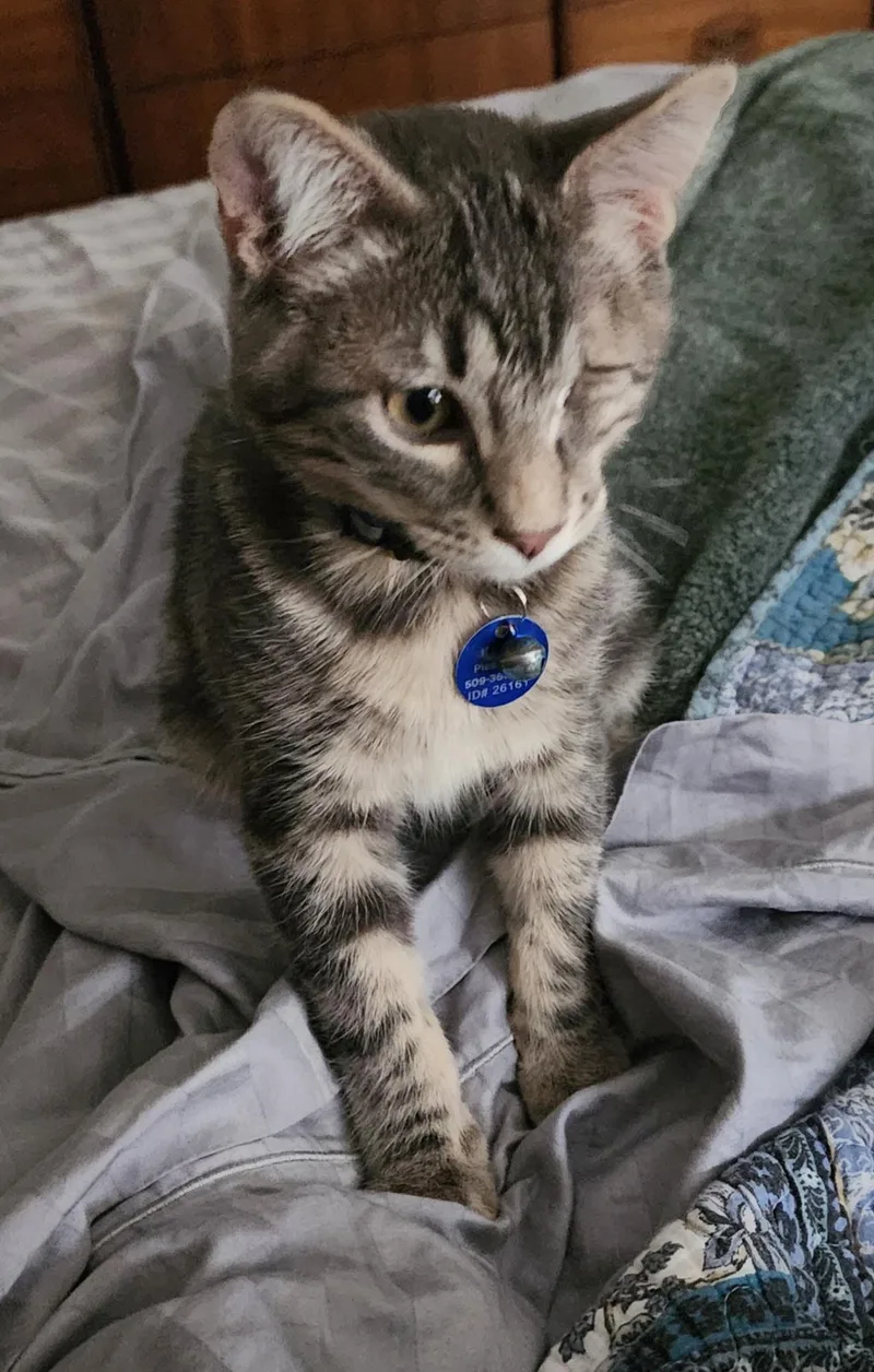 A baby medium-sized male Tabby (Buff / Tan / Fawn) Tabby cat named Jax for adoption in Pasco, WA