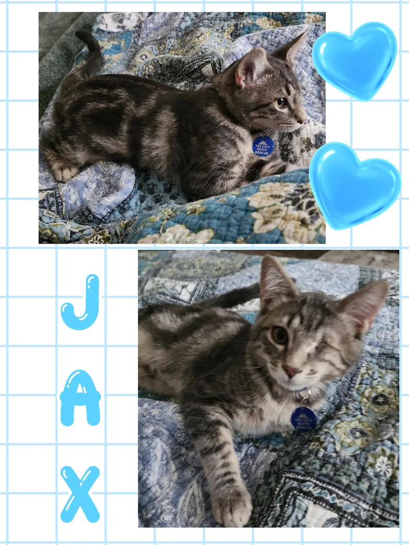 Jax thumbnail 2