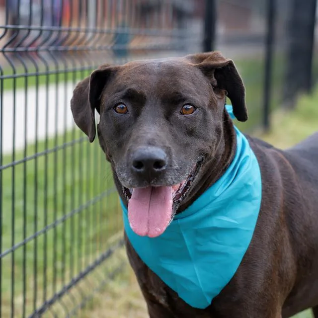 An adult large-sized male Labrador Retriever dog named Java for adoption in San Antonio, TX