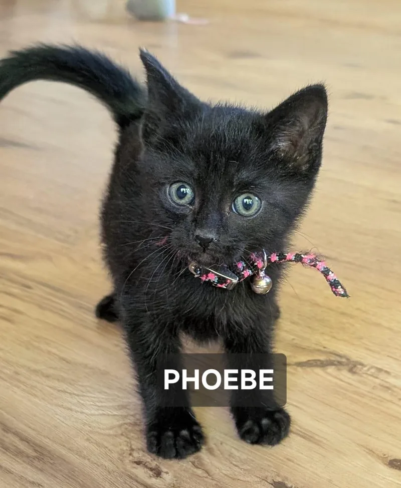 A young medium-sized female Black Domestic Short Hair cat named Phoebe for adoption in Windom, MN