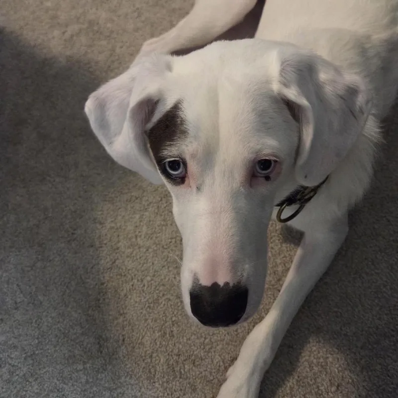 Charlie thumbnail 5