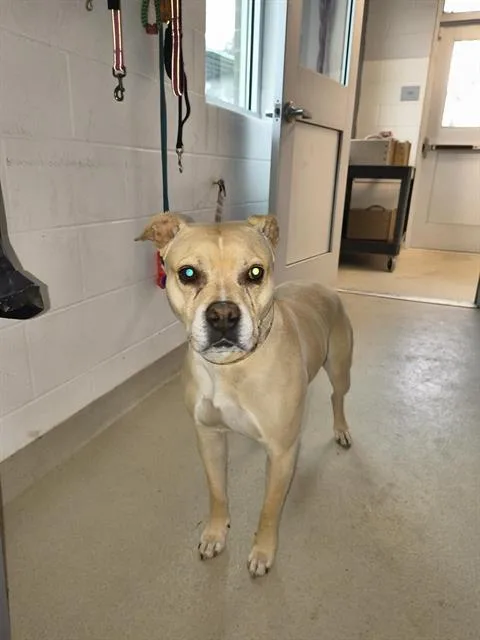 An adult large-sized female Mixed Breed dog named Bella Muffin for adoption in Haw River, NC