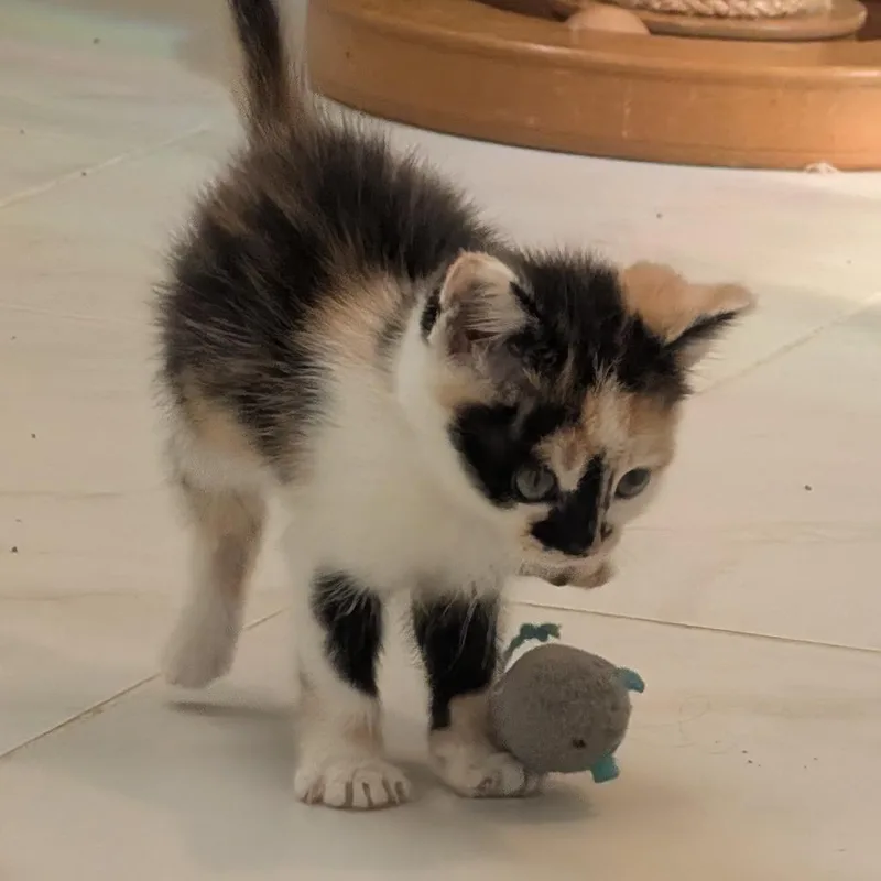 A baby small-sized female White Domestic Short Hair cat named Batik in Frederick for adoption in Alexandria, VA