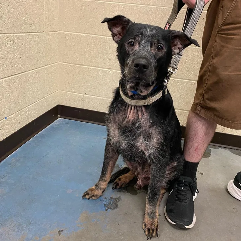 An adult medium-sized male Black Mixed Breed dog named Gilligan for adoption in Memphis, TN