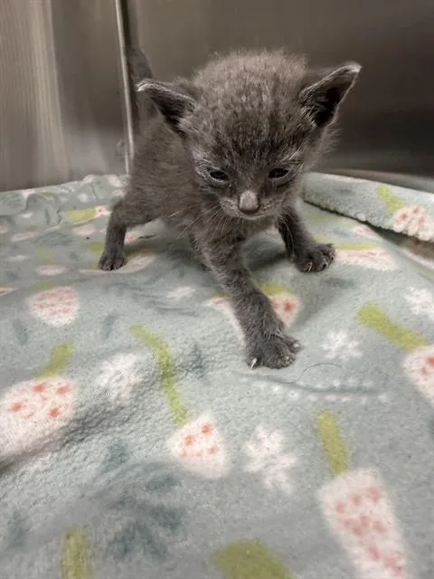 A baby small-sized female Domestic Short Hair cat named Whitney for adoption in Baytown, TX