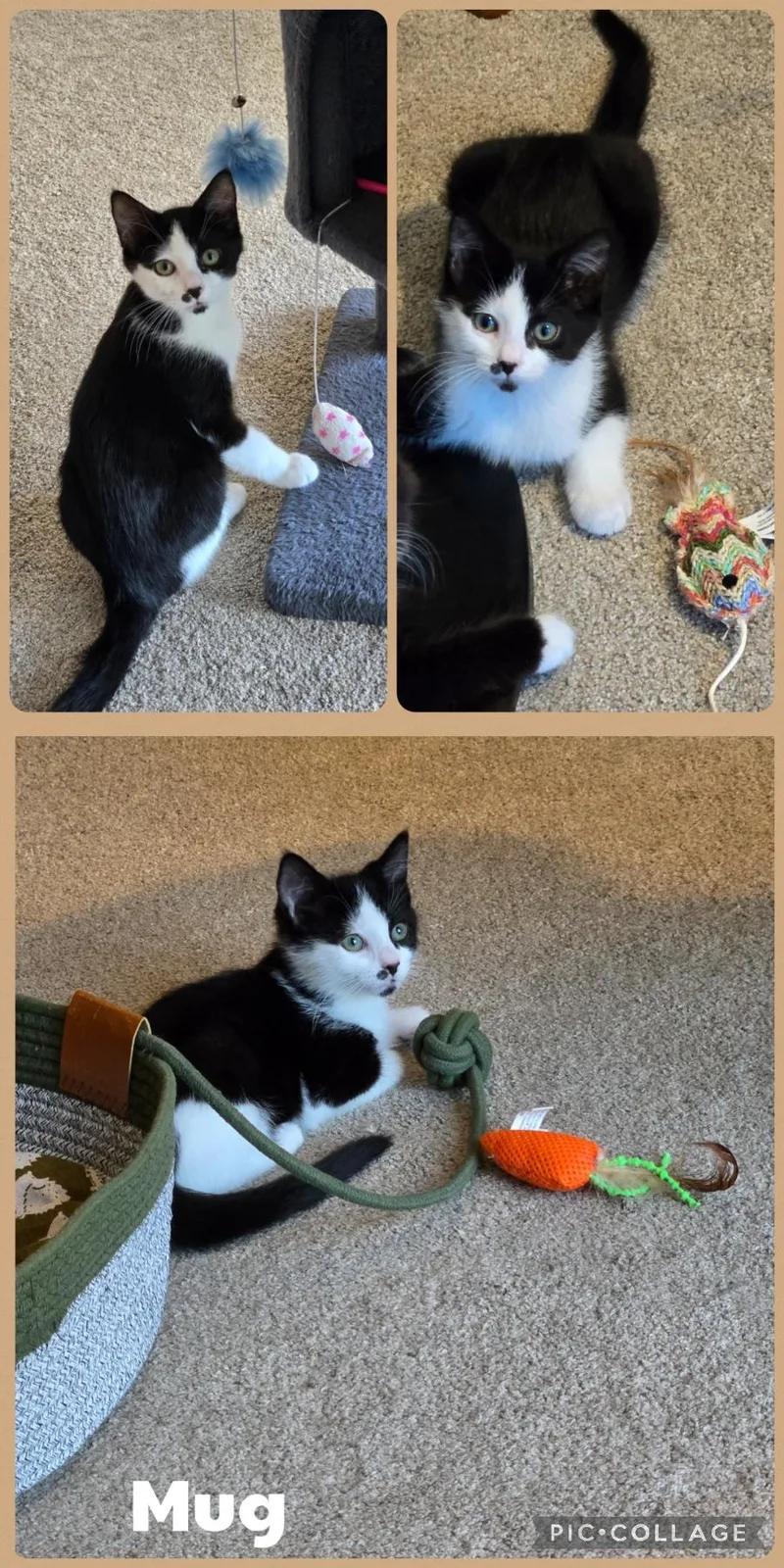 A baby small-sized male Black & White / Tuxedo Domestic Short Hair cat named Mug for adoption in Newberg, OR
