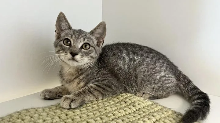A baby medium-sized male Tabby (Gray / Blue / Silver) Domestic Short Hair cat named Watson for adoption in Chestertown, MD