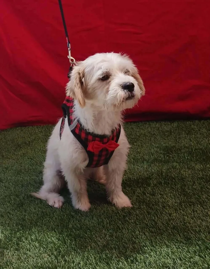 An adult small-sized female Terrier dog named Coco for adoption in San Diego, CA