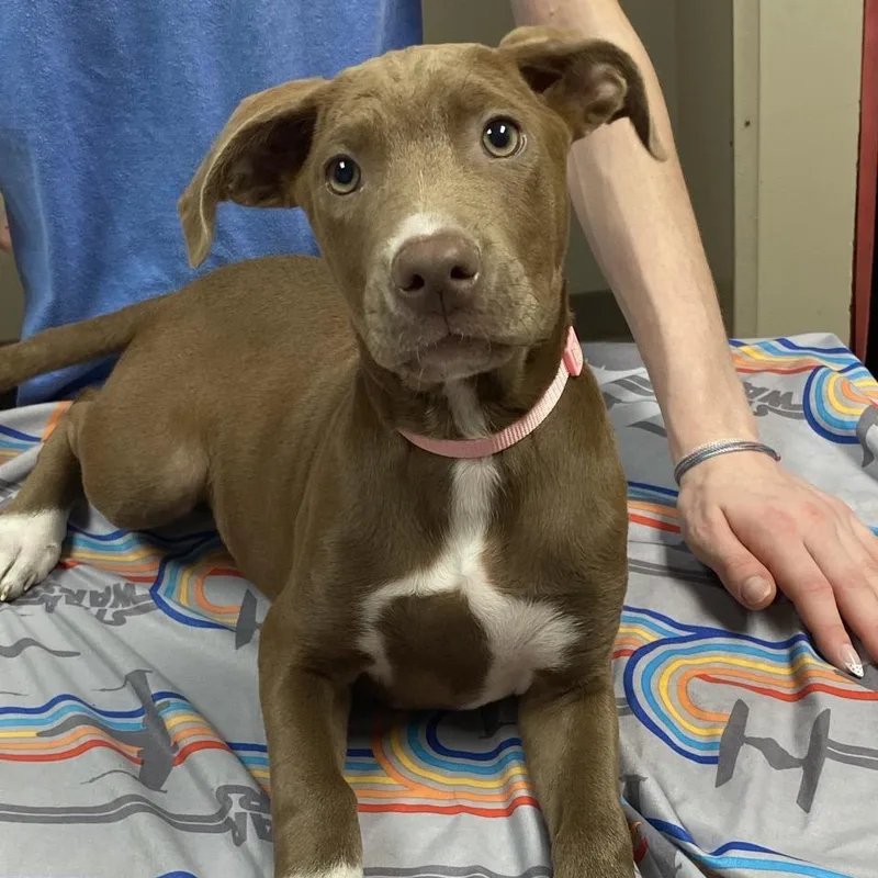 A baby medium-sized female Mixed Breed dog named Pepsi for adoption in Norfolk, NE
