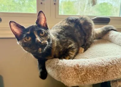 A baby medium-sized female Tortoiseshell Domestic Short Hair cat named Theodora for adoption in Mokena, IL