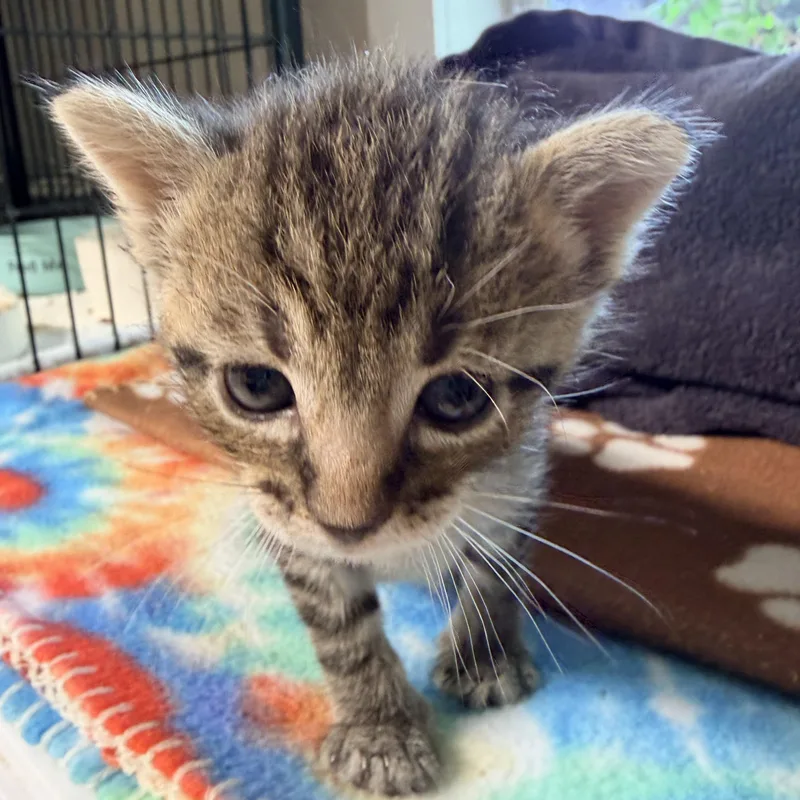 A baby medium-sized female Tabby (Brown / Chocolate) Domestic Short Hair cat named Coffee for adoption in Bulverde, TX