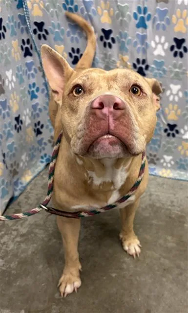 A young large-sized female American Bulldog dog named Maddy for adoption in Rosenberg, TX