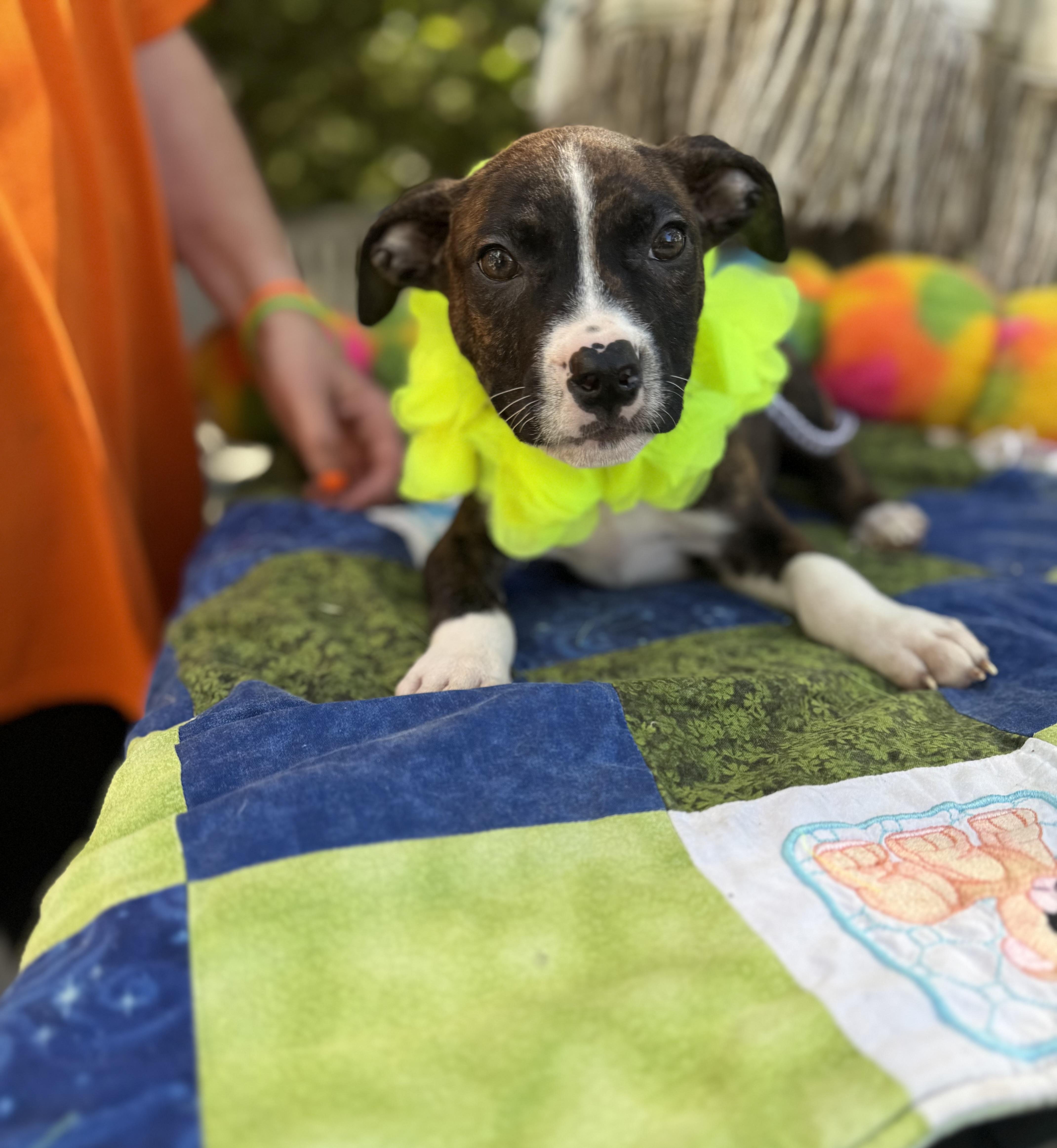 A baby medium-sized male Brindle Boxer dog named Snicker for adoption in White Lake, MI