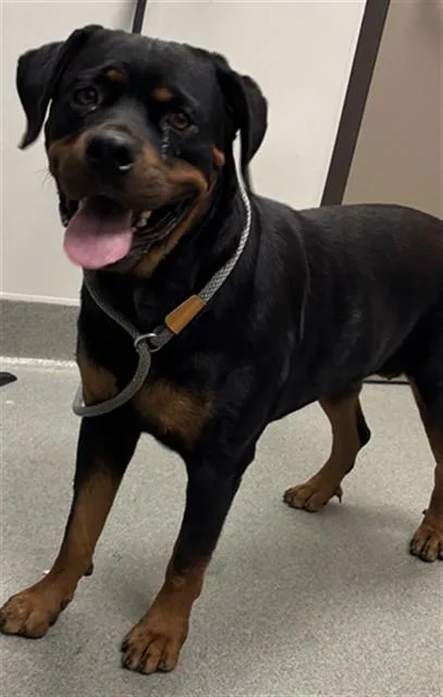An adult large-sized female Rottweiler dog named Holly for adoption in Ontario, CA