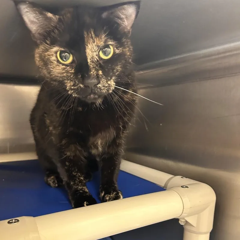 A senior medium-sized female Black Domestic Short Hair cat named June for adoption in Bedford, NH