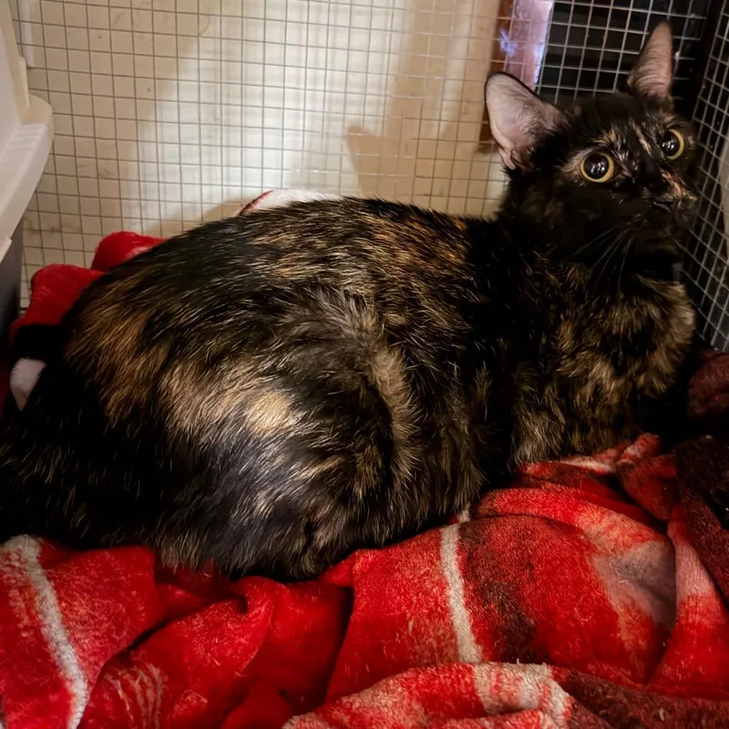 An adult small-sized female Tortoiseshell Domestic Short Hair cat named Tori for adoption in Simi Valley, CA