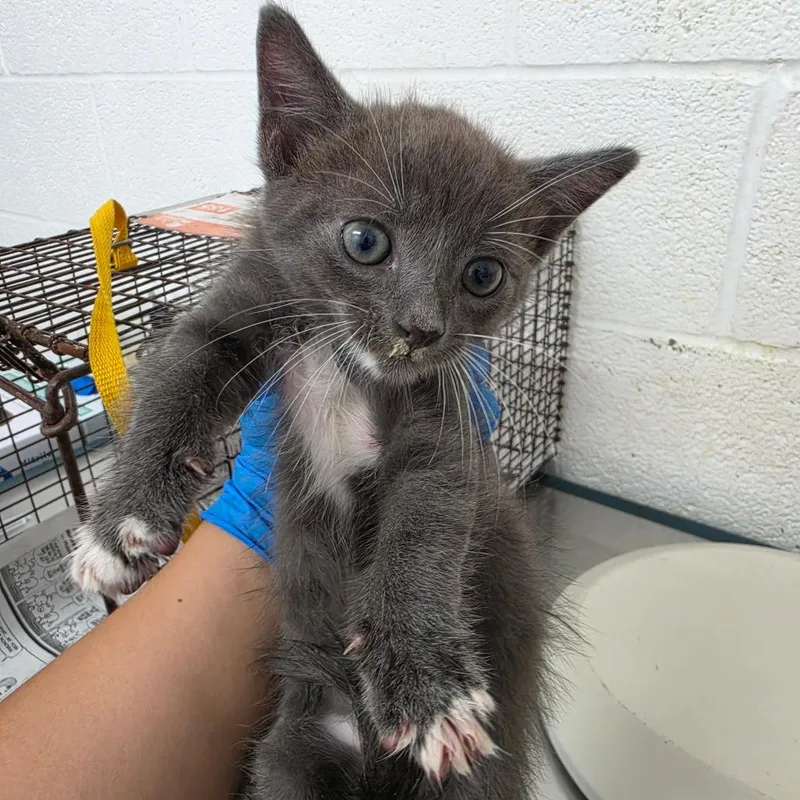 A baby small-sized male Gray / Blue / Silver Domestic Short Hair cat named Omi for adoption in Edinburg, TX