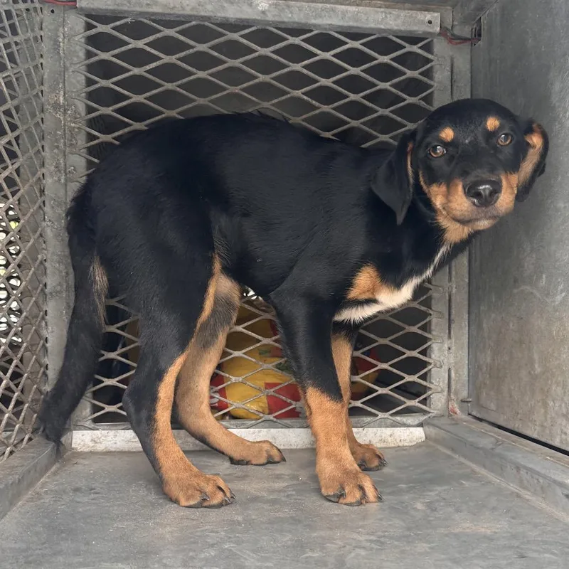 A young small-sized female Black Terrier dog named Tiny Chef for adoption in Edinburg, TX